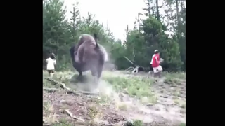 Bison Gets Irritated By Tourists, Tosses Child Into Oblivion
